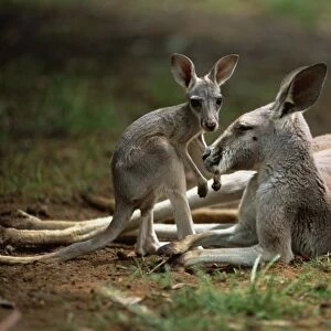 Macropodidae Framed Print Collection: Western Gray Kangaroo