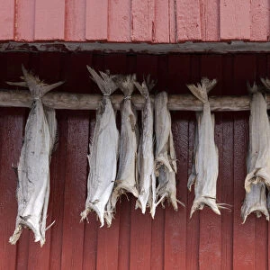 Cod drying on a wooden pole in Reine, Moskenesoy, the Lofoten Islands, Norway, Europe