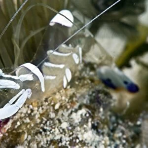 Commensal shrimp (Periclimenes brevicarpalis), Philippines, Southeast Asia, Asia