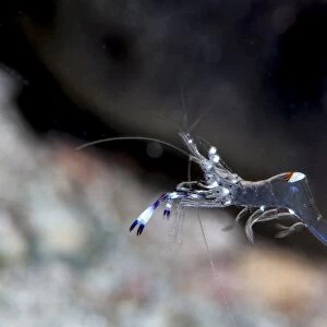 Commensal shrimp (Periclimenes venustus), Sulawesi, Indonesia, Southeast Asia, Asia