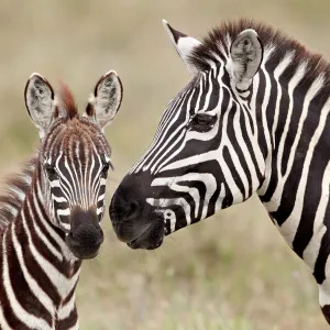 Common zebra or Burchells zebra (Equus burchelli) foal and mare, Serengeti National Park