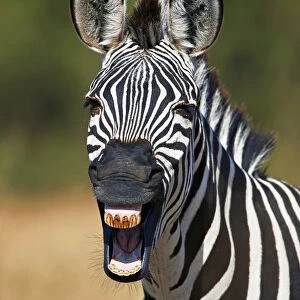 Common zebra (plains zebra) (Burchells zebra) (Equus burchelli) yawning, Ruaha National Park