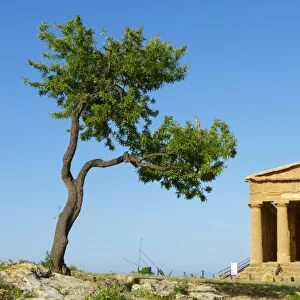 Concordia Temple, Valley of the Temples (Valle dei Templi), UNESCO World Heritage Site, Agrigento, Sicily, Italy, Europe