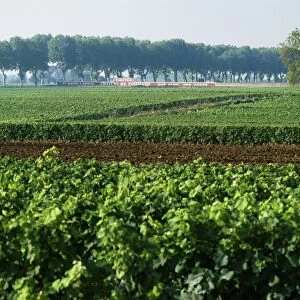 Cotes de Beaune vineyards near Beaune, Burgundy, France, Europe