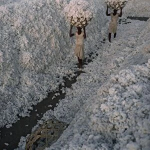 Cotton harvest, Gujarat state, India, Asia