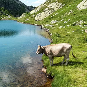 Cow in the Alps by a pristine turquoise blue mountain lake, Tschawinersee, Zwischbergen, Valais, Switzerland, Europe