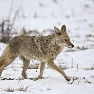 Coyote (Canis latrans) on the snow in the spring, Yellowstone National Park, Wyoming, United States of America, North America