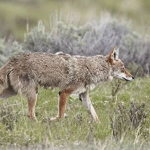 Coyote (Canis latrans), Yellowstone National Park, UNESCO World Heritage Site