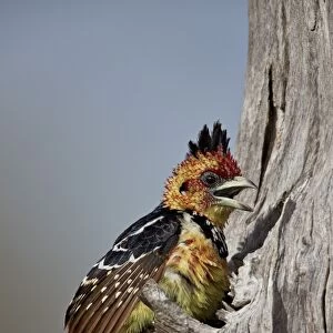 Crested barbet (Trachyphonus vaillantii) with a raised crest, Selous Game Reserve