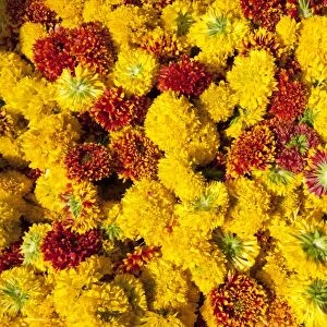 Cut yellow marigolds for sale in the early morning flower market, Jaipur, Rajasthan