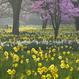 Spring Bloom Print, Hampton, London Spring Bloom Print, Hampton, London