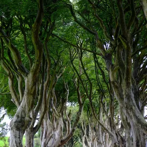 The Dark Hedges, an avenue of beech trees, Game of Thrones location, County Antrim