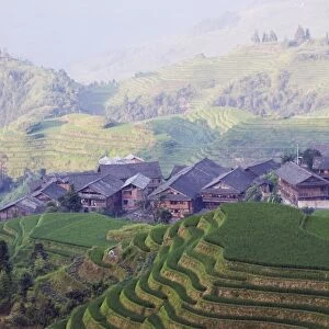 Dragons Backbone rice terraces, Longsheng, Guangxi Province, China, Asia