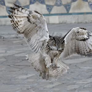 Eagle owl (Bubo bubo) in flight, Turkistan, South region, Kazakhstan, Central Asia, Asia