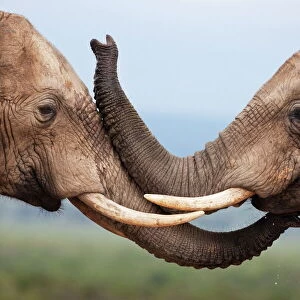 Elephants (Loxodonta africana), greeting, Addo National Park, South Africa, Africa