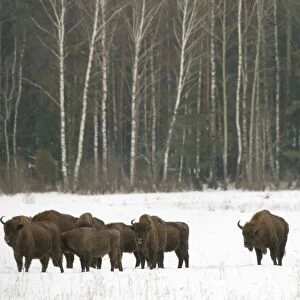 European bison (Bison bonasus) herd walking on snow covered field in February, Bialowieza