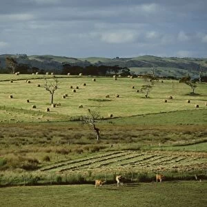 Farmland near Willunga, Fleurieu Peninsula, south of Adelaide, South Australia