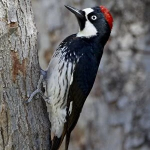 Female acorn woodpecker (Melanerpes formicivorus), Chiricahuas, Coronado National Forest
