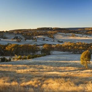 Field and hoar frost, Great Dividing Range, near Goulburn, New South Wales