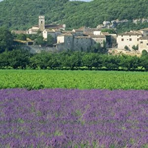 Field of lavender and village of Montclus behind, Gard, Languedoc-Roussillon