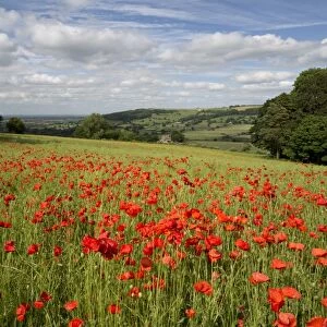 Field of red poppies, near Winchcombe, Cotswolds, Gloucestershire, England, United Kingdom