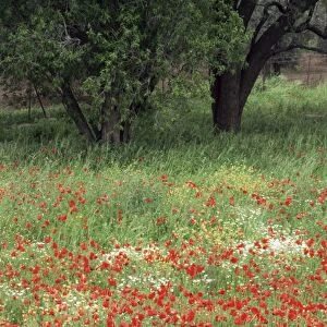 Field of wild flowers with poppies