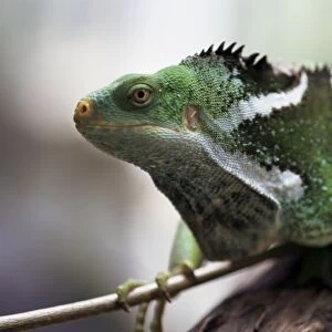 Lizards Cushion Collection: Green Iguana