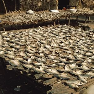 Fish drying in the sun, The Gambia, West Africa, Africa