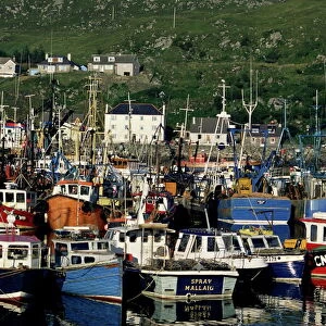 Fishing fleet in harbour