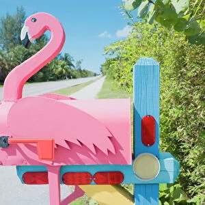 Flamingos Jigsaw Puzzle Collection: American Flamingo