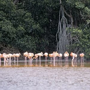 Flamingos, Celestun National Wildlife Refuge