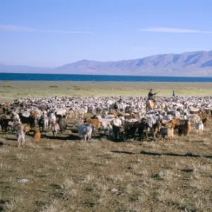 Flock of goats