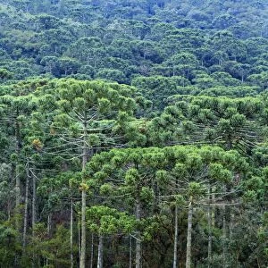 A forest of Parana (Araucaria) pines (Araucaria angustifolia) in the mountains near Sao Paulo