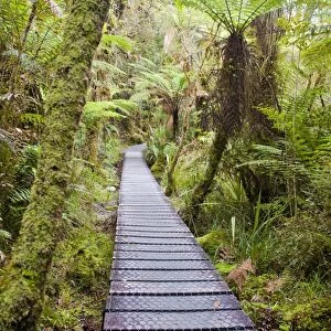 Forest walkway surrounding Lake Matheson, Westland National Park, UNESCO World Heritage Site, South Island, New Zealand, Pacific