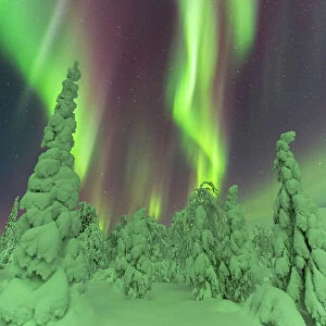 Frozen trees under the dance of the Northern Lights (Aurora Borealis) in a starry night, Pallas-Yllastunturi National Park, Muonio, Lapland, Finland, Europe