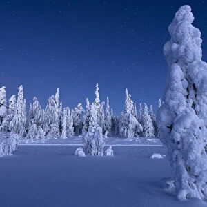Frozen trees in the snowcapped forest under the stars at twilight, Lapland, Finland, Europe
