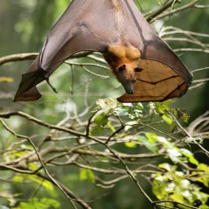 Fruit Bat (Flying Fox) (Chiroptera, Pteropodidae)