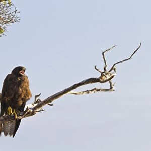 Galapagos hawk (Buteo galapagoensis), Espanola Island, Galapagos Islands, Ecuador, South America
