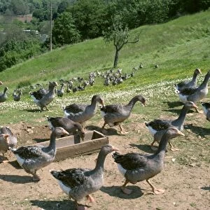 Geese raised for pate, Dordogne, France, Europe