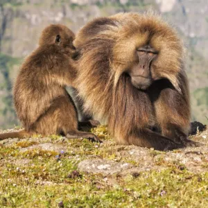 Gelada baboons (Theropithecus Gelada) grooming each other, Simien Mountains National Park, Amhara region, North Ethiopia, Africa