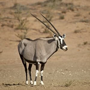 Gemsbok (South African oryx) (Oryx gazella), Kgalagadi Transfrontier Park, encompassing the former Kalahari Gemsbok National Park, South Africa, Africa