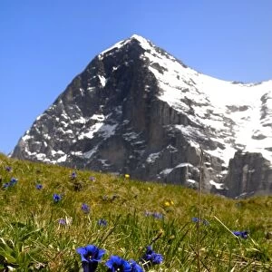 Gentians, Alpine flowers in front of the Eiger