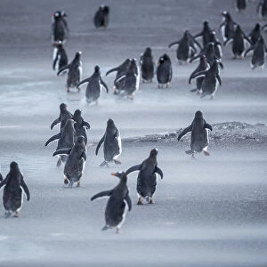 Gentoo Penguins (Pygocelis papua papua) walking, Sea Lion Island, Falkland Islands