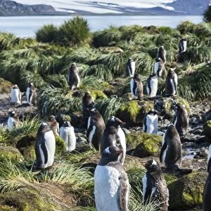 Gentoo penguins (Pygoscelis papua) colony, Prion Island, South Georgia, Antarctica