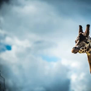 Girraffe (Giraffa camelopardalis) in captivity, United Kingdom, Europe