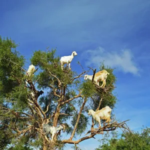 Goats on tree, Morocco, North Africa, Africa