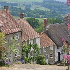 Gold Hill in June, Shaftesbury, Dorset, England, United Kingdom, Europe