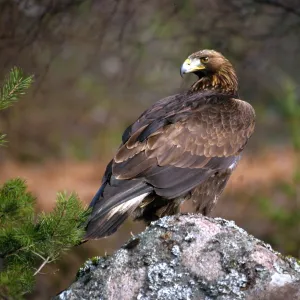 Accipitridae Collection: Golden Eagle