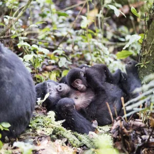 Heritage Sites Collection: Bwindi Impenetrable National Park