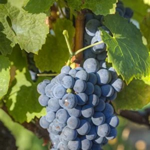 Grapes on vine, Alto Douro Wine Valley, UNESCO World Heritage Site, Portugal, Europe